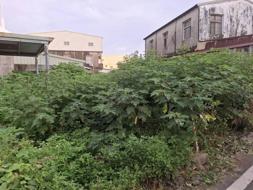 園藝維護案件圖片
