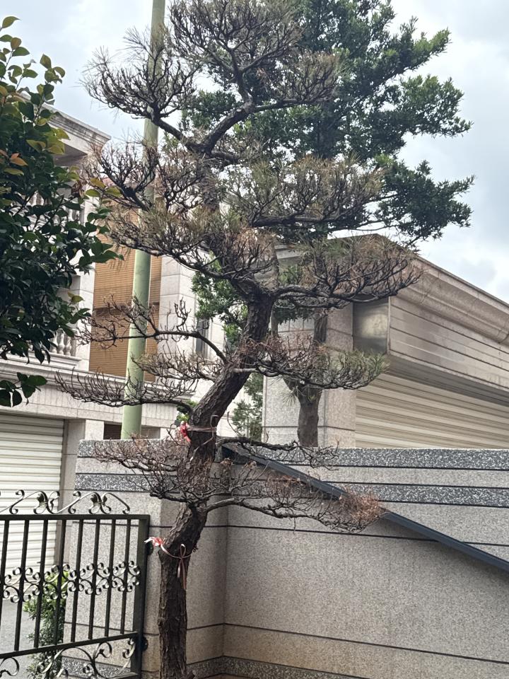 植物診療師案件圖片