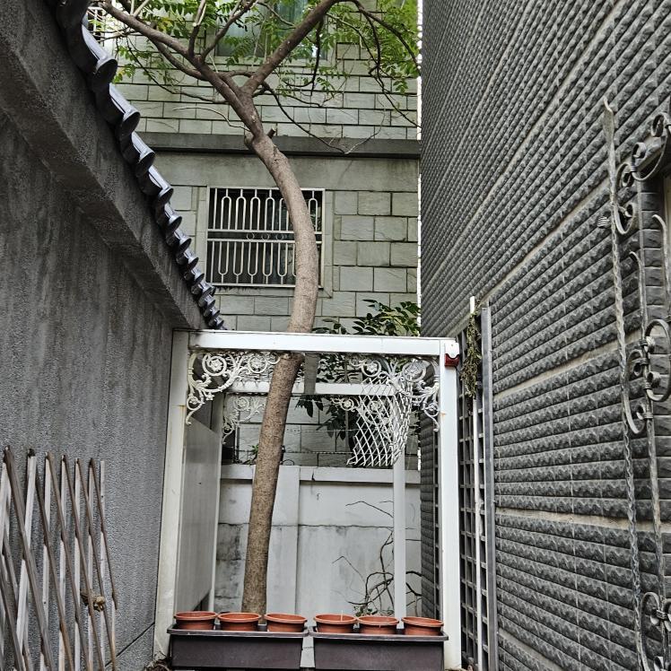 園藝維護案件圖片