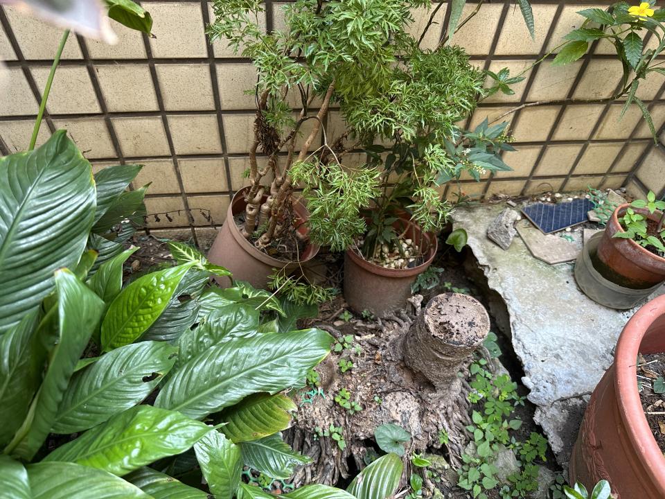 園藝維護案件圖片