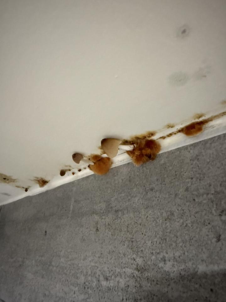 漏水處理案件圖片