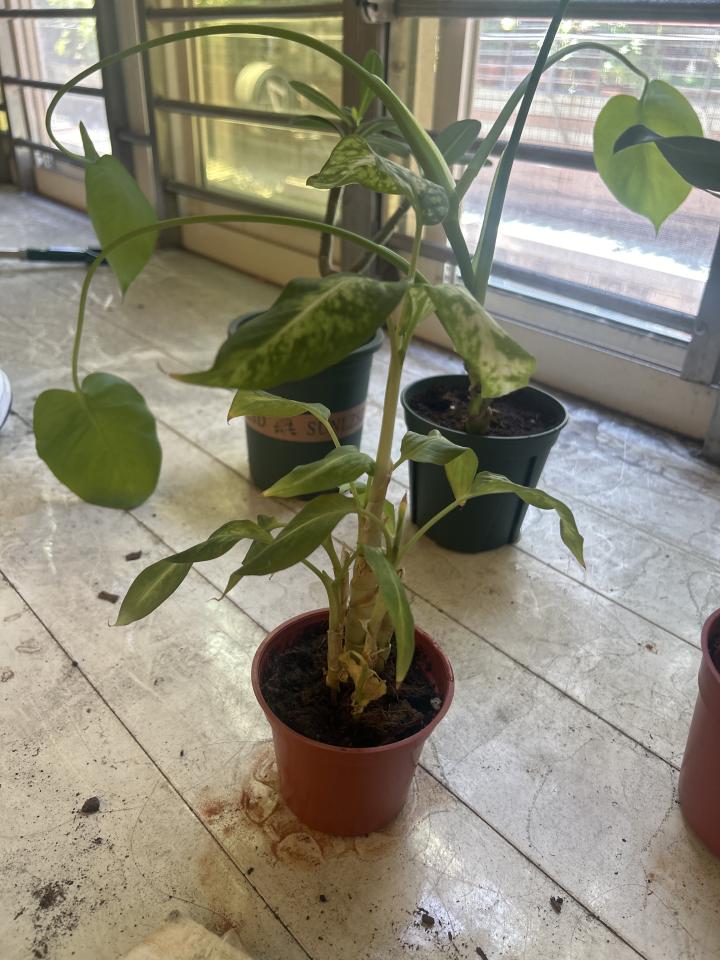 植物診療師案件圖片 植物診療師案件圖片
