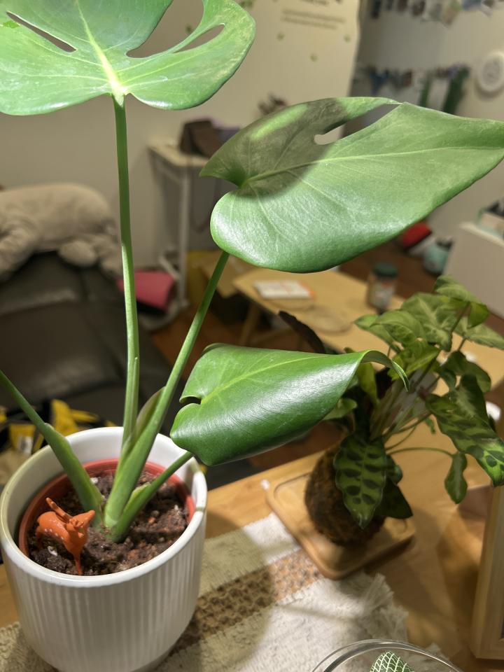 植物診療師案件圖片 植物診療師案件圖片