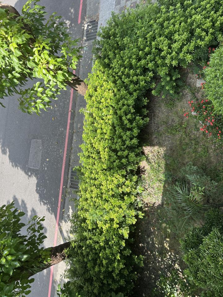園藝維護案件圖片