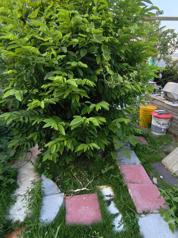 園藝維護案件圖片