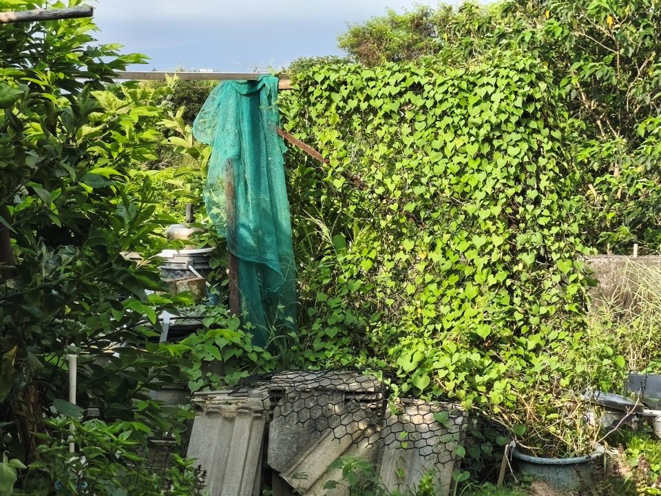 園藝維護案件圖片