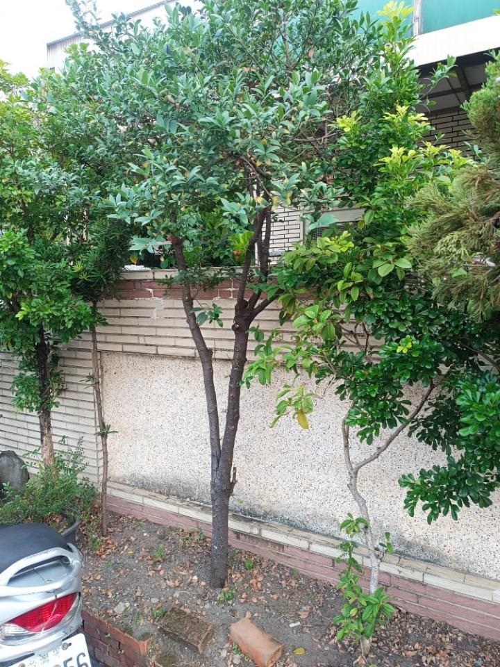 圍牆施工案件圖片