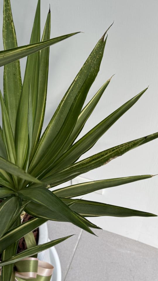 植物診療師案件圖片 植物診療師案件圖片