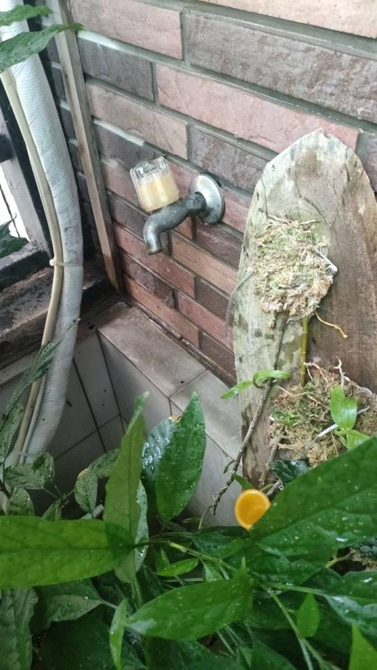 水龍頭裝修案件圖片