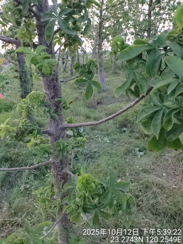 植物診療師案件圖片