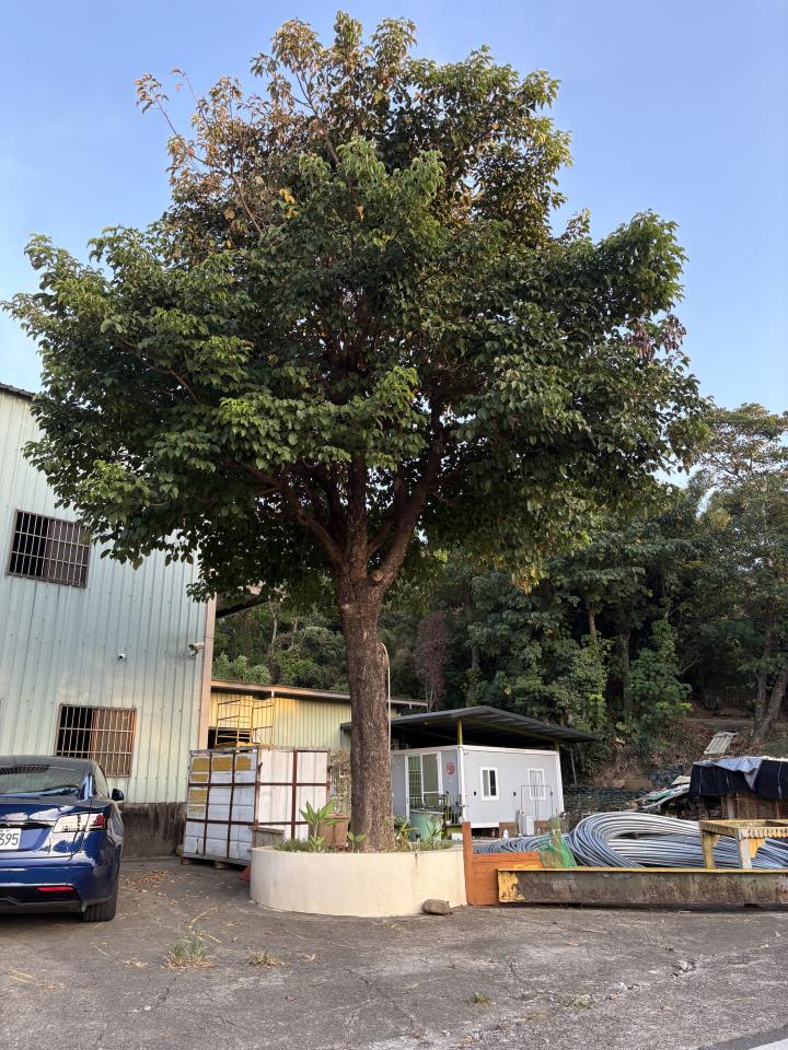 園藝維護案件圖片