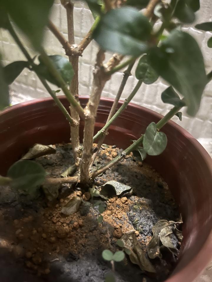 植物診療師案件圖片
