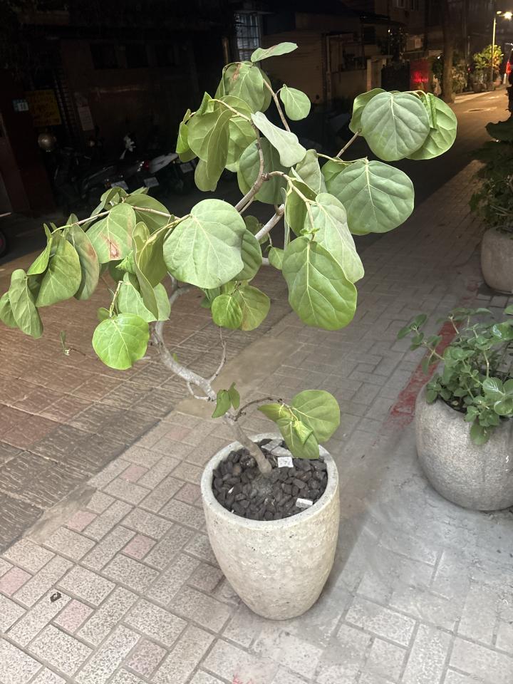 園藝維護案件圖片