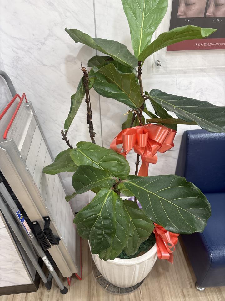 園藝維護案件圖片