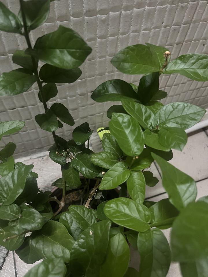 植物診療師案件圖片