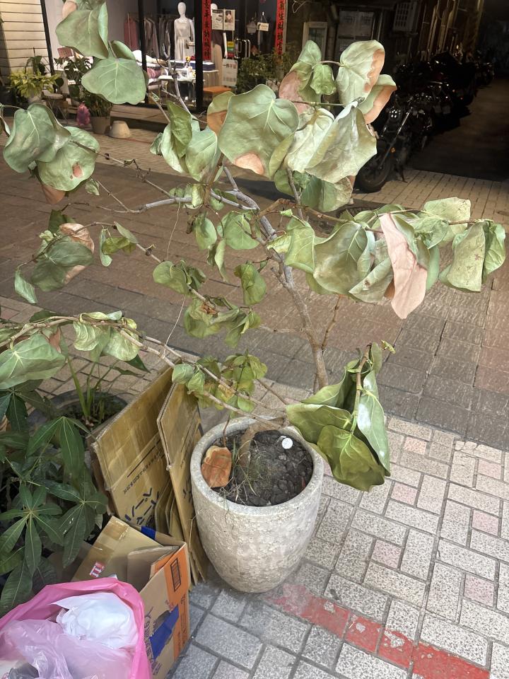 園藝維護案件圖片