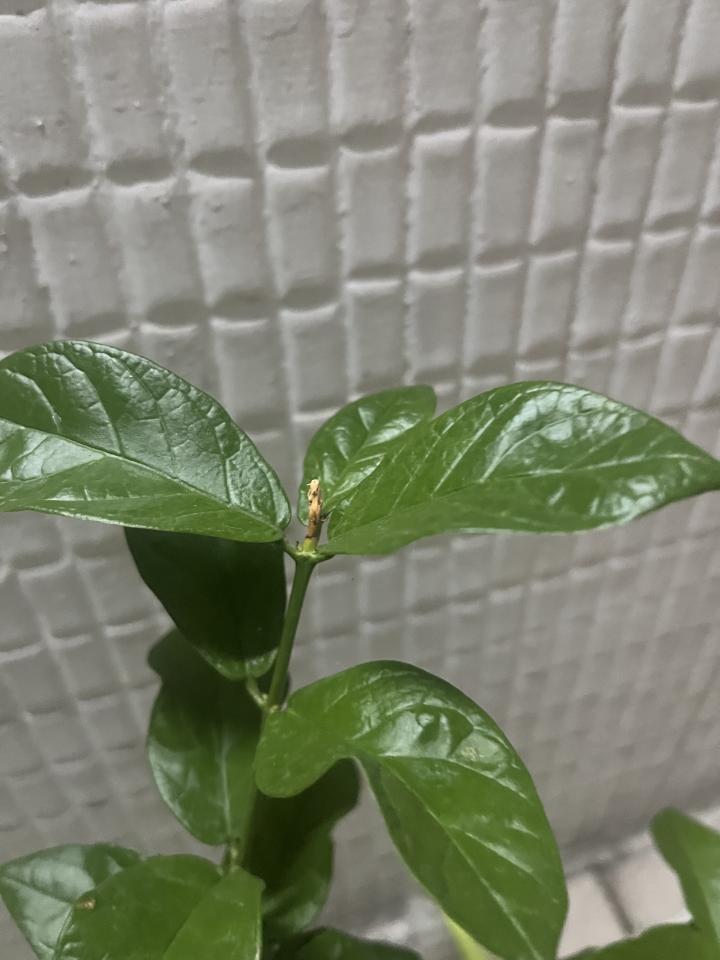 植物診療師案件圖片