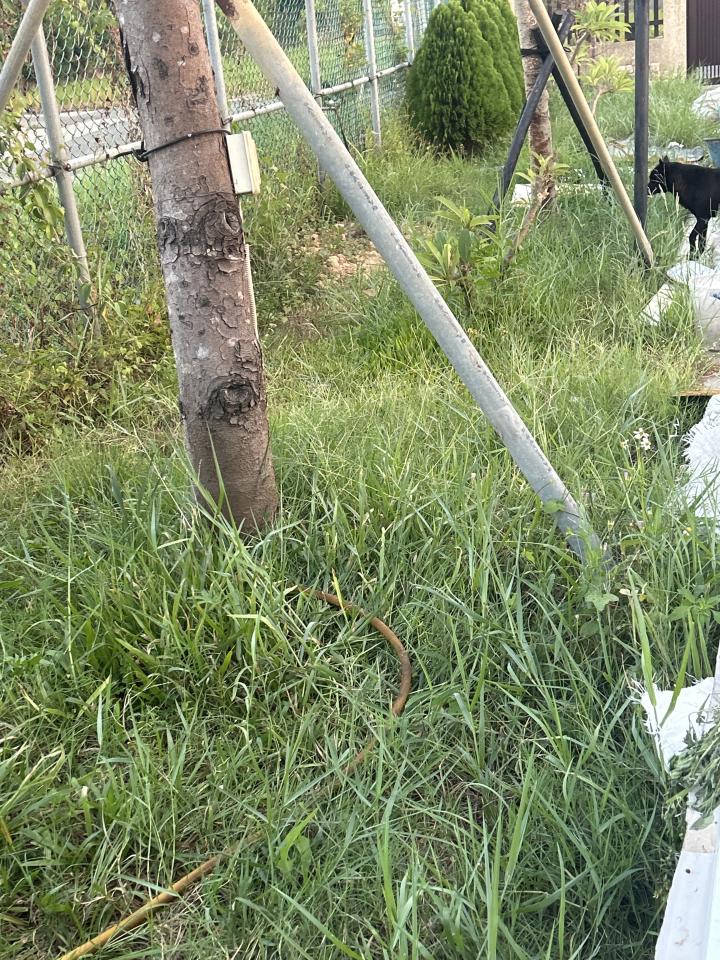 園藝維護案件圖片 園藝維護案件圖片