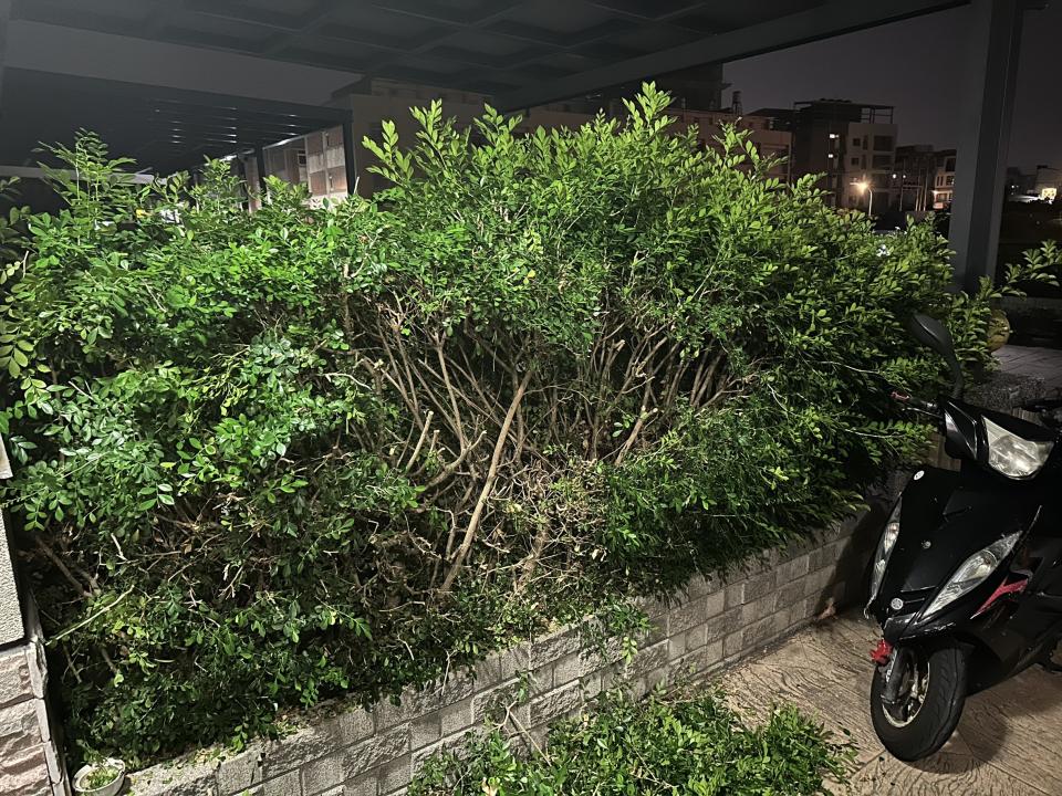 園藝維護案件圖片