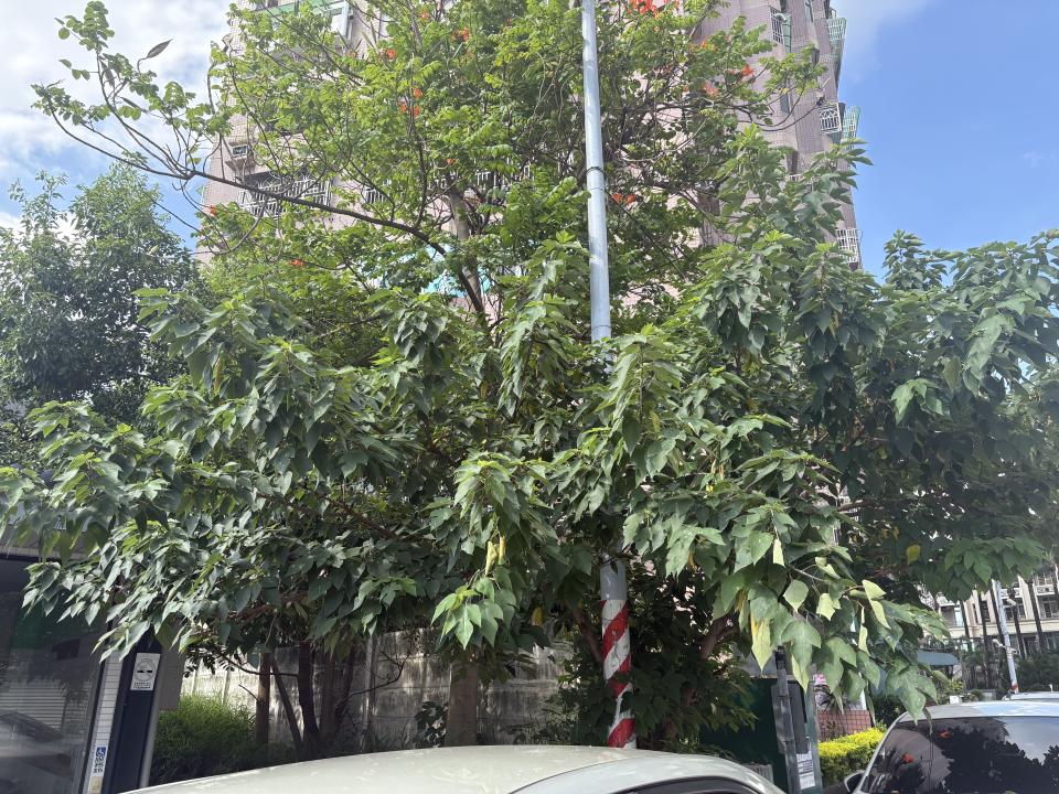 園藝維護案件圖片