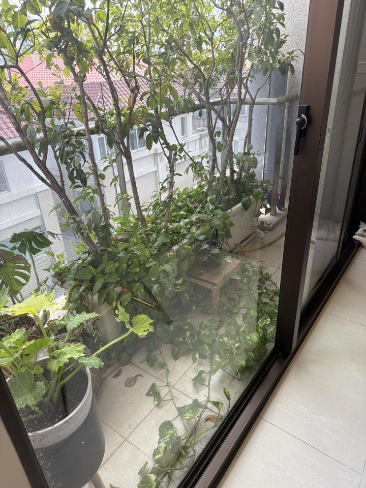 園藝維護案件圖片