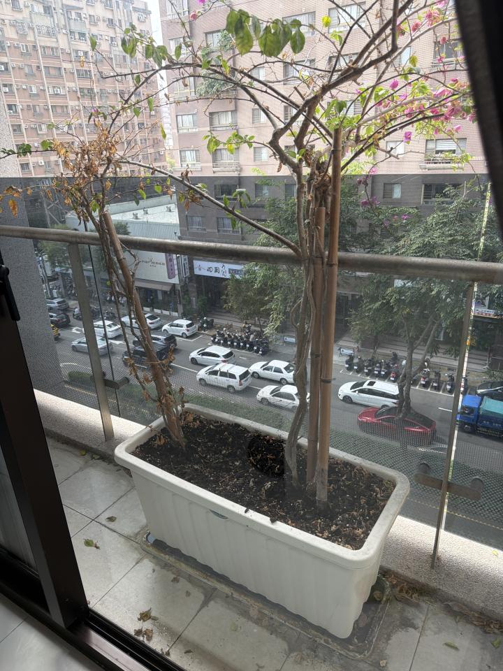 園藝維護案件圖片