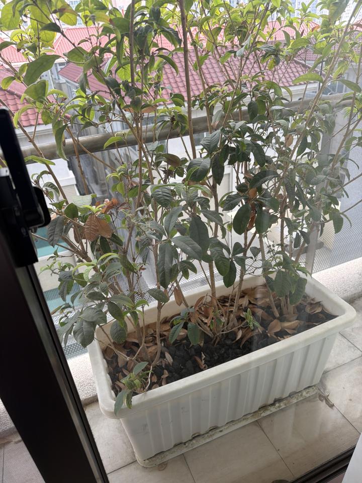 園藝維護案件圖片