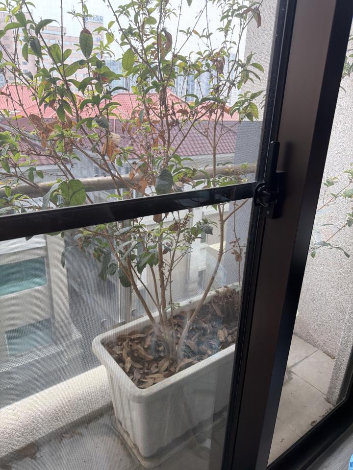園藝維護案件圖片