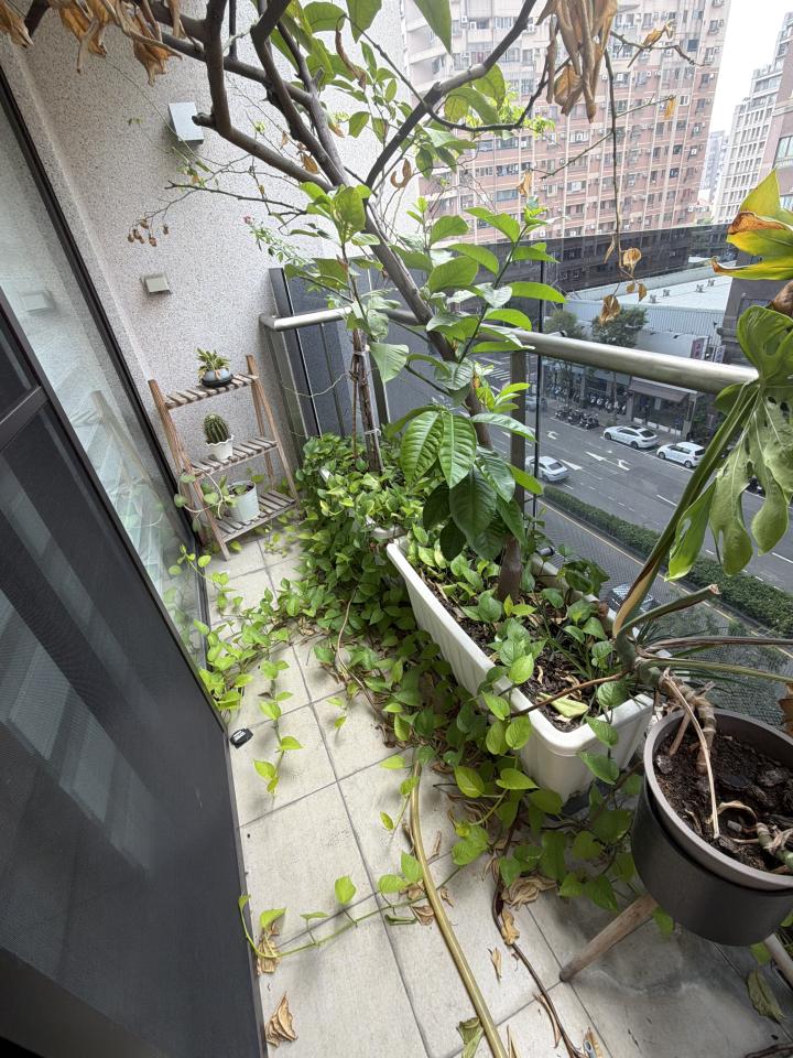 園藝維護案件圖片