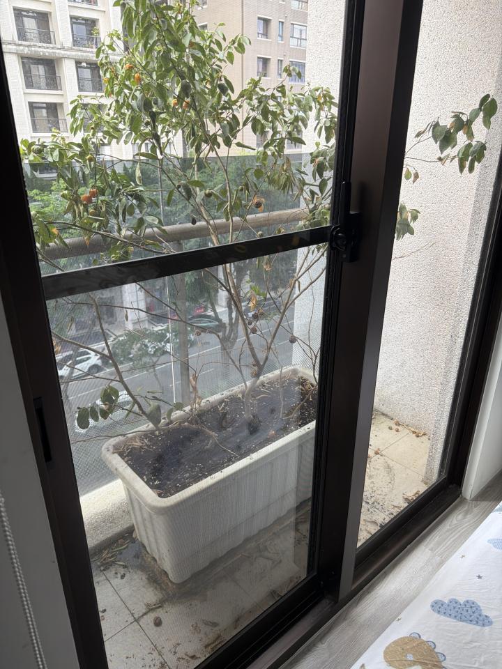 園藝維護案件圖片