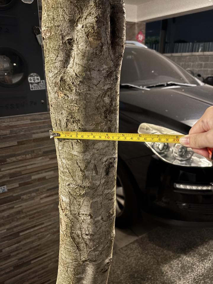 園藝維護案件圖片