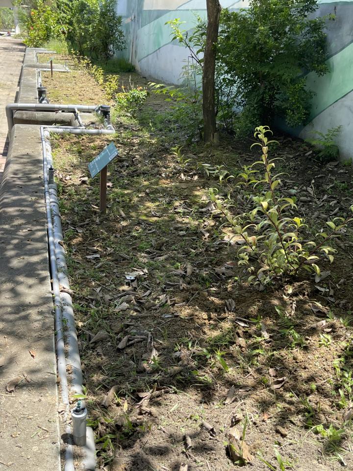 園藝維護案件圖片 園藝維護案件圖片