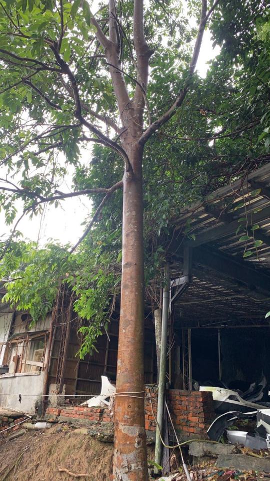 園藝維護案件圖片 園藝維護案件圖片