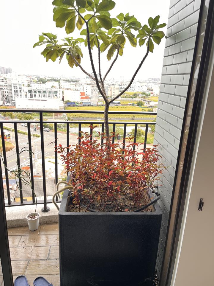 園藝維護案件圖片