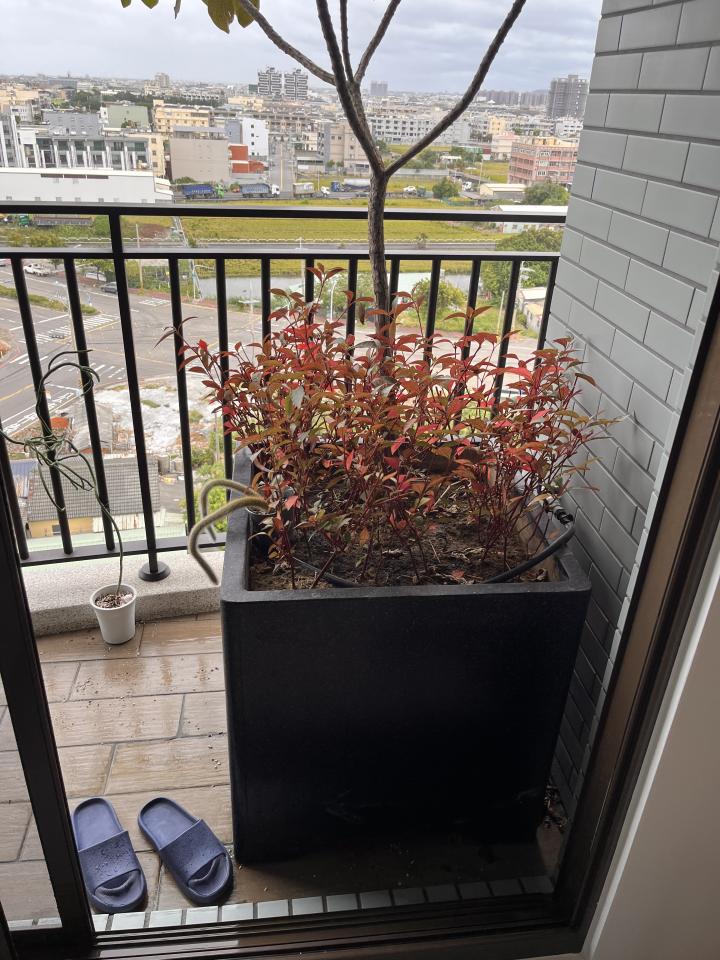 園藝維護案件圖片