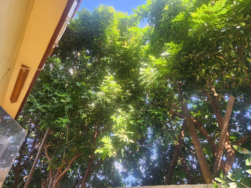 園藝維護案件圖片 園藝維護案件圖片