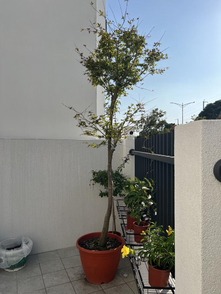 園藝維護案件圖片 園藝維護案件圖片