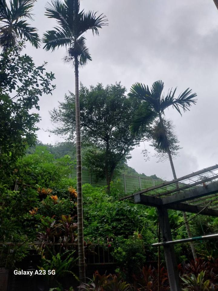 園藝維護案件圖片 園藝維護案件圖片