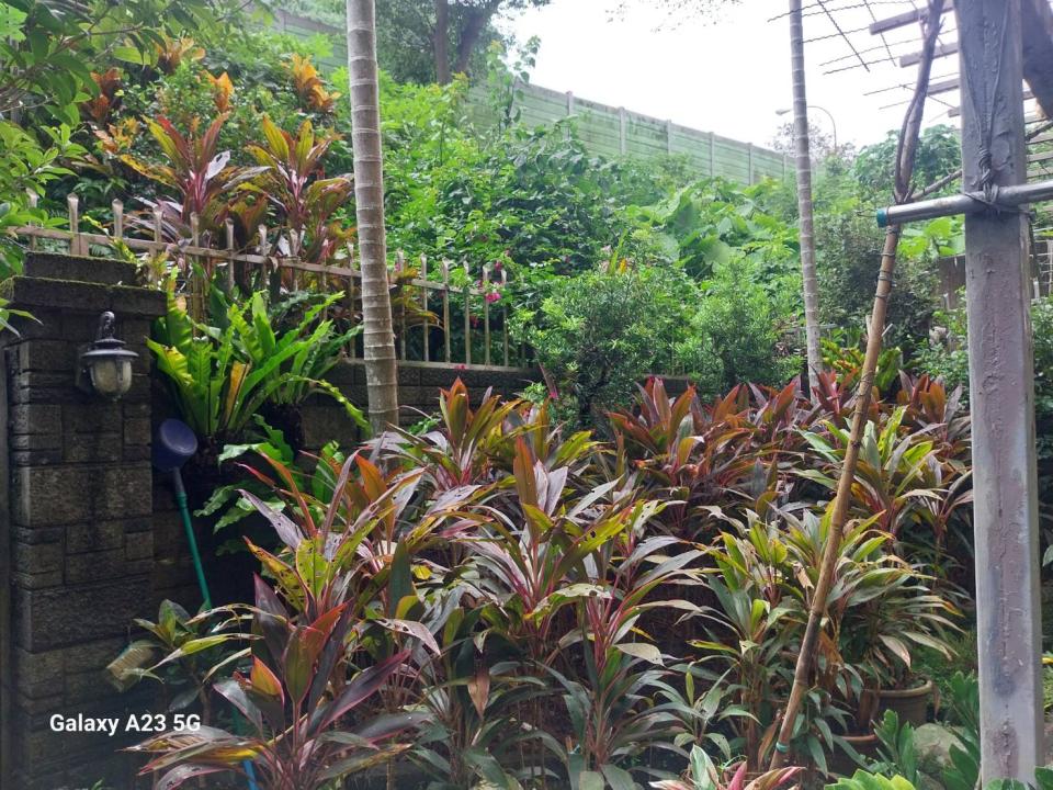 園藝維護案件圖片 園藝維護案件圖片