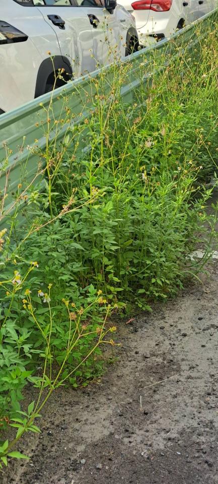 園藝維護案件圖片 園藝維護案件圖片