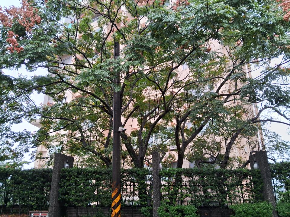 園藝維護案件圖片