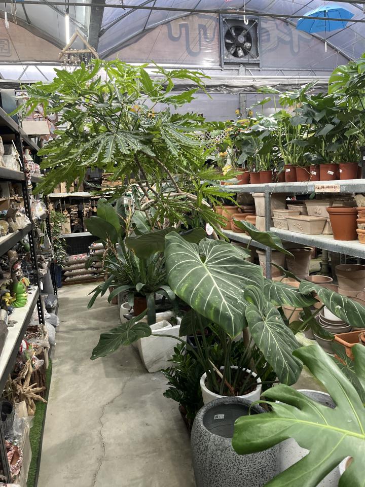 回頭車案件圖片