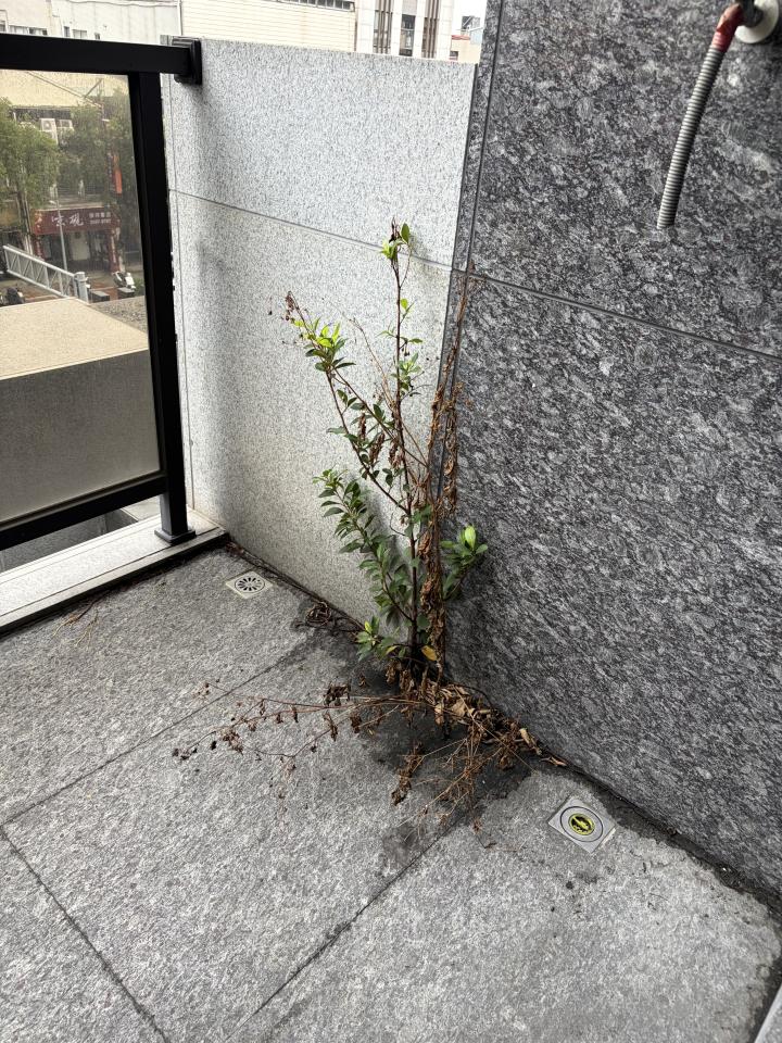 園藝維護案件圖片