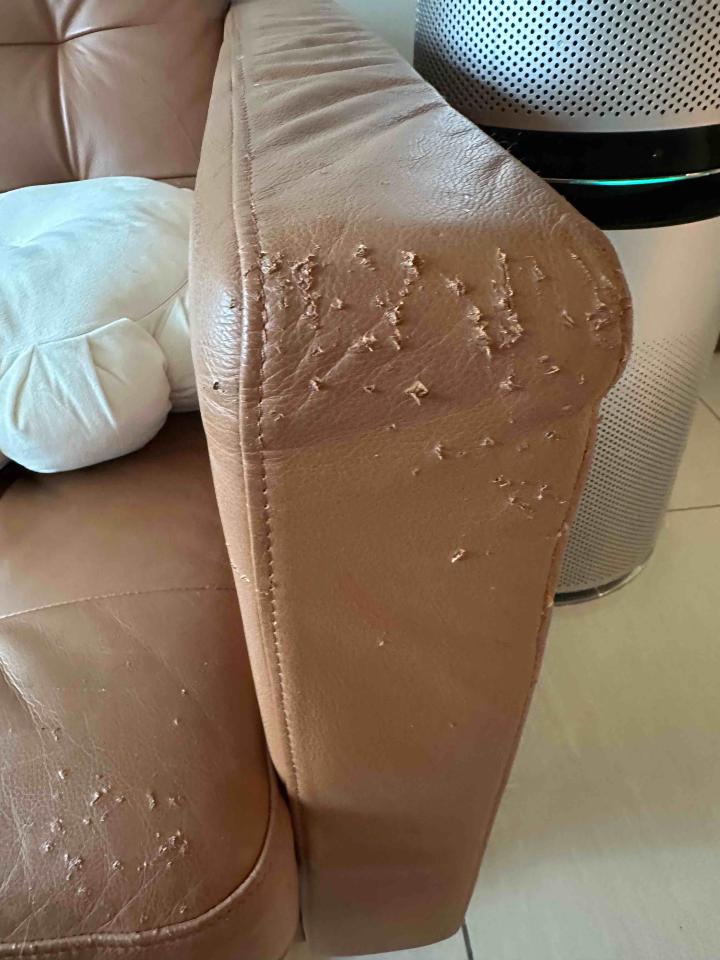 沙發修理案件圖片