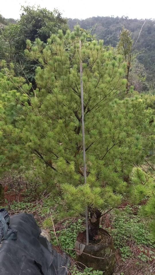 載貨運輸服務案件圖片
