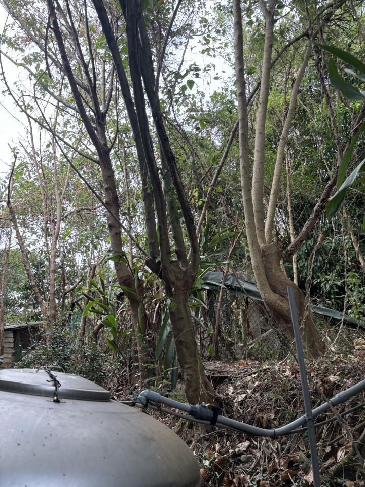 園藝維護案件圖片