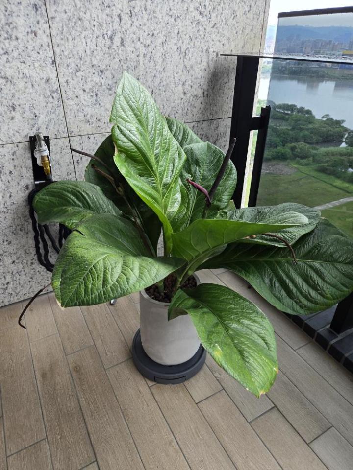 園藝維護案件圖片