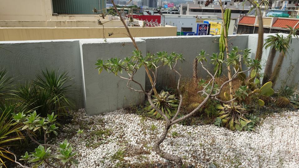 園藝維護案件圖片