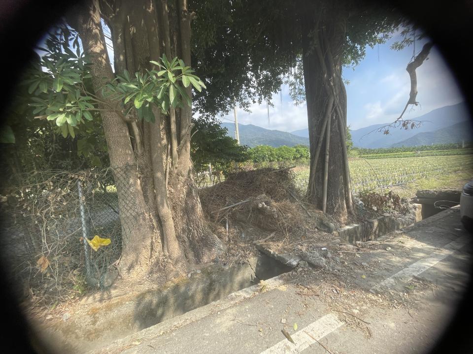 園藝維護案件圖片