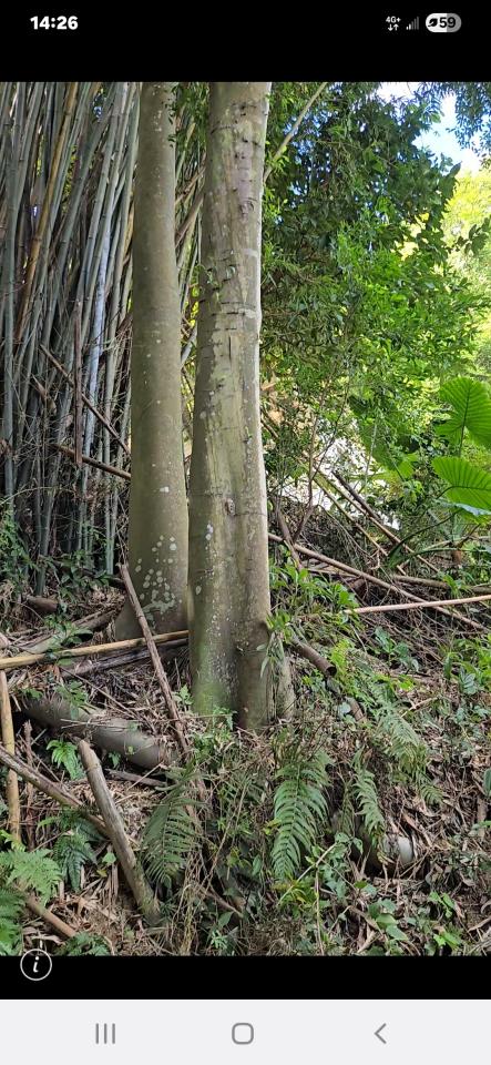 園藝維護案件圖片